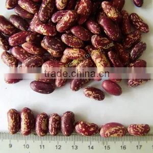 New Crop Bulk PSKB Beans thumbnail-6