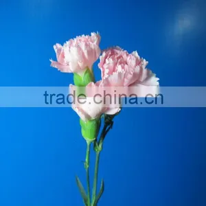 2016 Most Popular Long Stem Fresh Spray Carnations Cuttings thumbnail-2