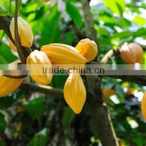 Cocoa Butter thumbnail-3