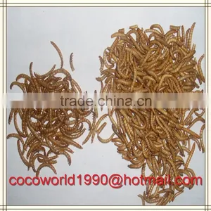 Bird Eating Worm/mealworm Snack/what do Mealworms Like to Eat thumbnail-4