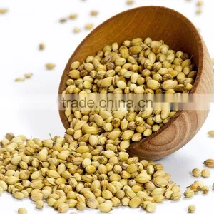 Indian High Grade Fresh Wholesale Dried Coriander Seed thumbnail-3