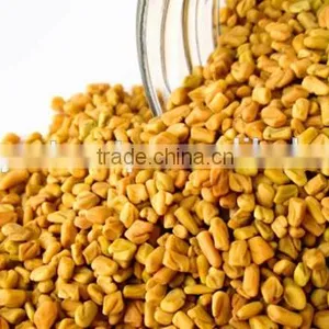 Fenugreek thumbnail-1