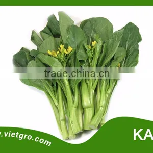High Yield OP Chinese Kale Seed - Kale thumbnail-1