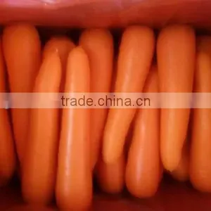 VIETNAM FRESH CARROTS CHEAP thumbnail-2