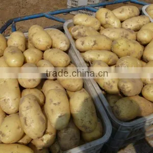 Fresh Potato thumbnail-1