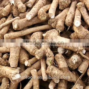 Good Quality Fresh Horseradish thumbnail-5