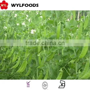 IQF China Price for Frozen Pea Pods 2015 High Quality thumbnail-1
