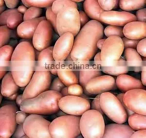Red Skin Bangladesh Origin Fresh Potato thumbnail-1