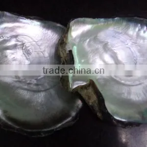 Big Black Lip Mother of Pearl Raw Shell Products thumbnail-1