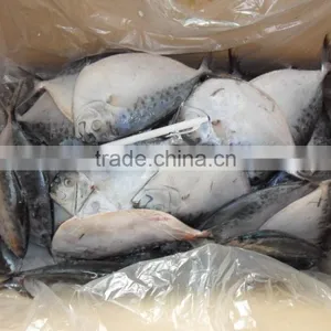 Frozen Moonfish150-200g/pc Whole Round IQF Mene Maculata thumbnail-2