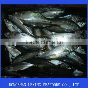 Mackerel thumbnail-1