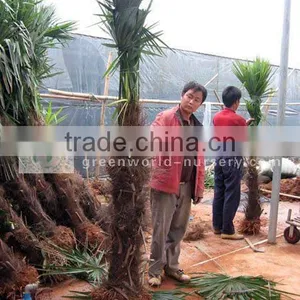 Trachycarpus Fortunei 1 Meter Trunk thumbnail-1