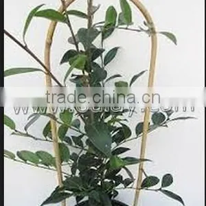 U-hoop Bamboo Poles Baoboo Canes for Agriculture thumbnail-3