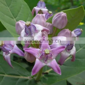 CALOTROPIS GIGANTEA thumbnail-2