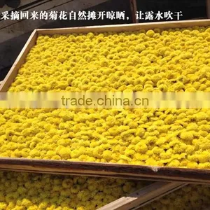 100% Natural Healthy Slimming Chrysanthemum Herbal Flowers thumbnail-3
