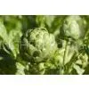 Artichoke thumbnail-1
