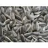 Sunflower Seed thumbnail-1