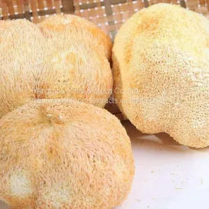 Hericium Erinaceus Extract Capsule thumbnail-1