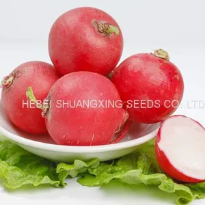 Red Skin High Quality Hybrid Radish Seeds thumbnail-1