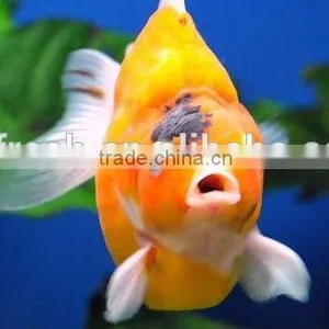 Janpanese Filter Mat,fish Pond Filter Mat,Biochemical Filter Mat,aquarium Filter,filter Pond,koi Pond Filter thumbnail-2