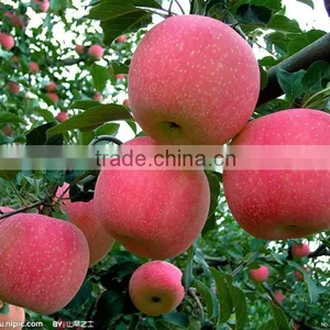 Pome Fruit Product Type and Apple Type Fresh Fuji Apples Sweet Apples Common Apples thumbnail-6