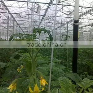 Bef Tomato thumbnail-6