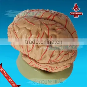 Distribution of Brain and Cerebral Arteries thumbnail-2