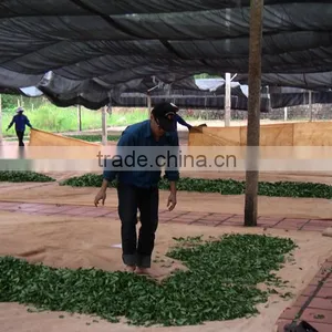 Green Oolong Tea thumbnail-5