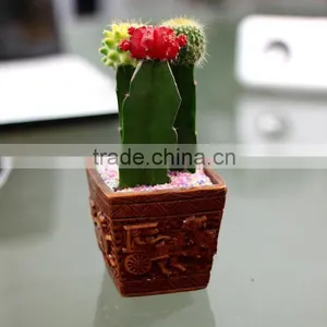 Mini Colorful Natual Cactus Plant thumbnail-6