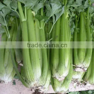2015 New Crop Fresh Celery thumbnail-1