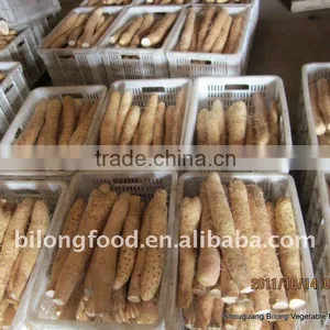 Wholesale New Crop Fresh Chinese Yam thumbnail-1