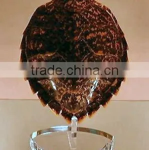 Acrylic Plate Display Stand thumbnail-1