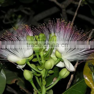 The Landscape Tree Barringtonia Asiatica Seedling thumbnail-2