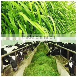 Farm Use in Stock Chaff Cutter thumbnail-6