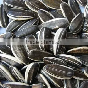 Promotion Striped Sunflower Seeds With Competitive Price thumbnail-2