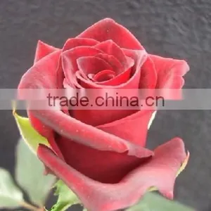 High Grade Fresh Cut Flower Wholesale Black Magic 002 Rose thumbnail-2
