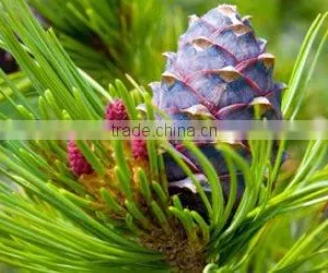 100% Natural & Pure Cedar Wood Oil (China) / Manufacturer / Supplier / Exporter thumbnail-2