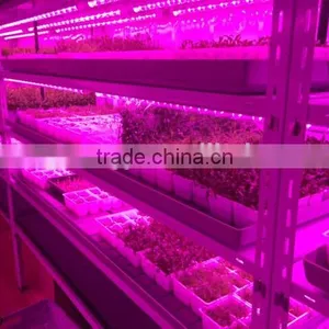Hot Seller 20w Cheap Indoor Led Grow Lights That Work thumbnail-4