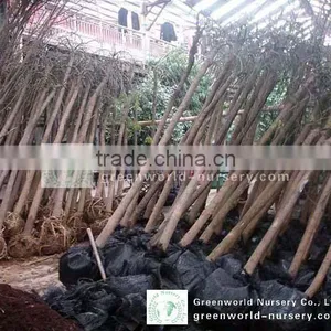 Sophora Outdoor Plants thumbnail-1