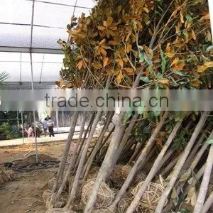 Magnolia Grandiflora Arrive thumbnail-1