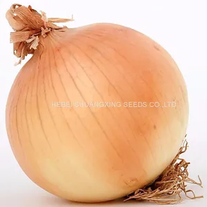 Spanish Sweet Onion Hybrid Onion Seeds for Long-day Area thumbnail-2