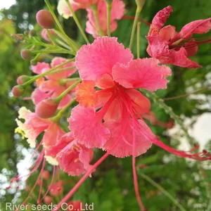 Bulk Peacock Flower Caesalpinia Pulcherrima Seeds Barbados Flower Fence Seeds for Sale thumbnail-1