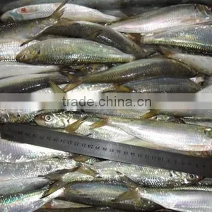 Good Quality Frozen Sardine Seafood Fish 85-90 Pcs thumbnail-3