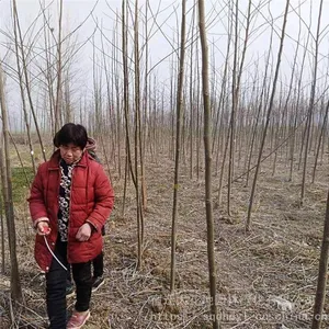 New Price Quotation for Melia Azedarach Trees With a 10 - Centimeter Caliper in Jiangsu in 2020 From the Melia Azedarach Tree Base for Street Trees thumbnail-5