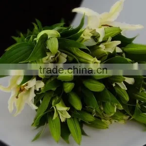 Best Quality Siberia Long Stem White Color Lily thumbnail-4