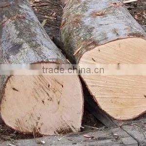Birch Logs thumbnail-1