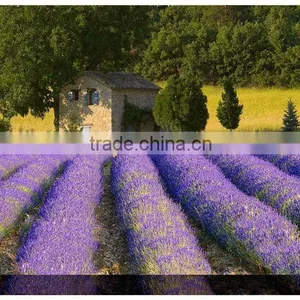 The Most Quiet of Lavender Printed Canvas Art thumbnail-1