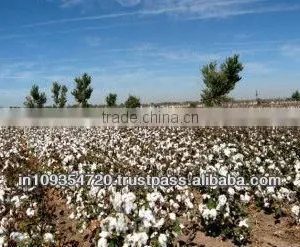 Raw Cotton S-6 thumbnail-1