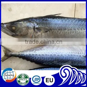 Frozen Mackerel Price Indian Mackerel Pacific Mackerel thumbnail-2