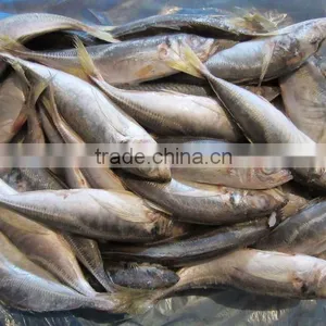 Frzoen Horse Mackerel Trachurus Japonicus thumbnail-1